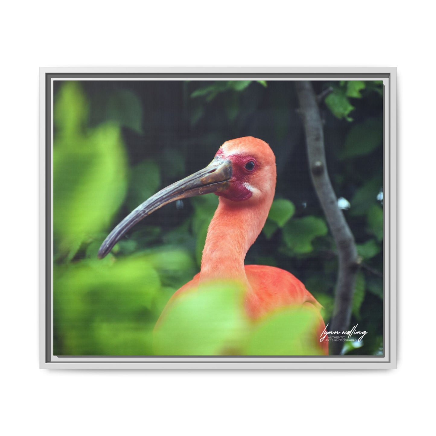 Wanna Be Flamingo - Switzerland