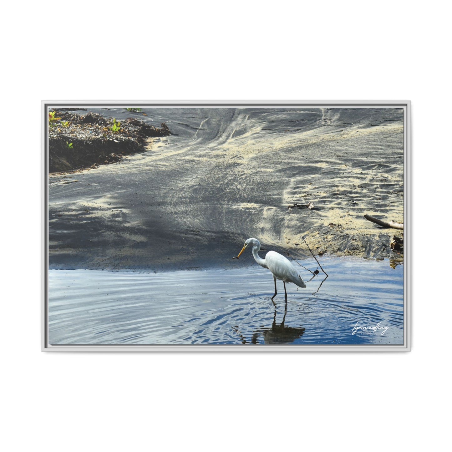 Lagoon Hunting - Puerto Rico