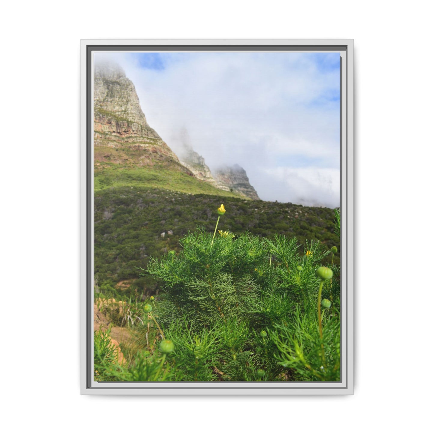 Wildflower - Capetown