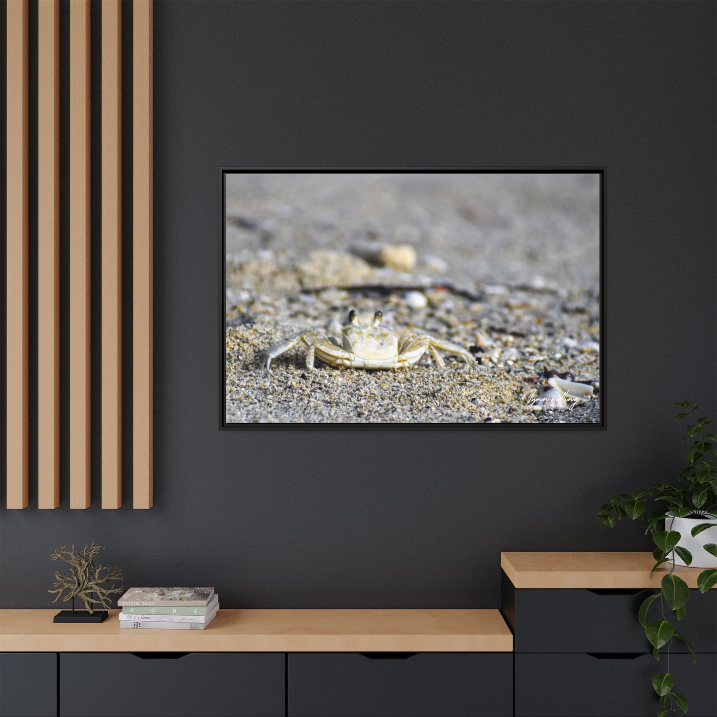 Beach Crab - Puerto Rico