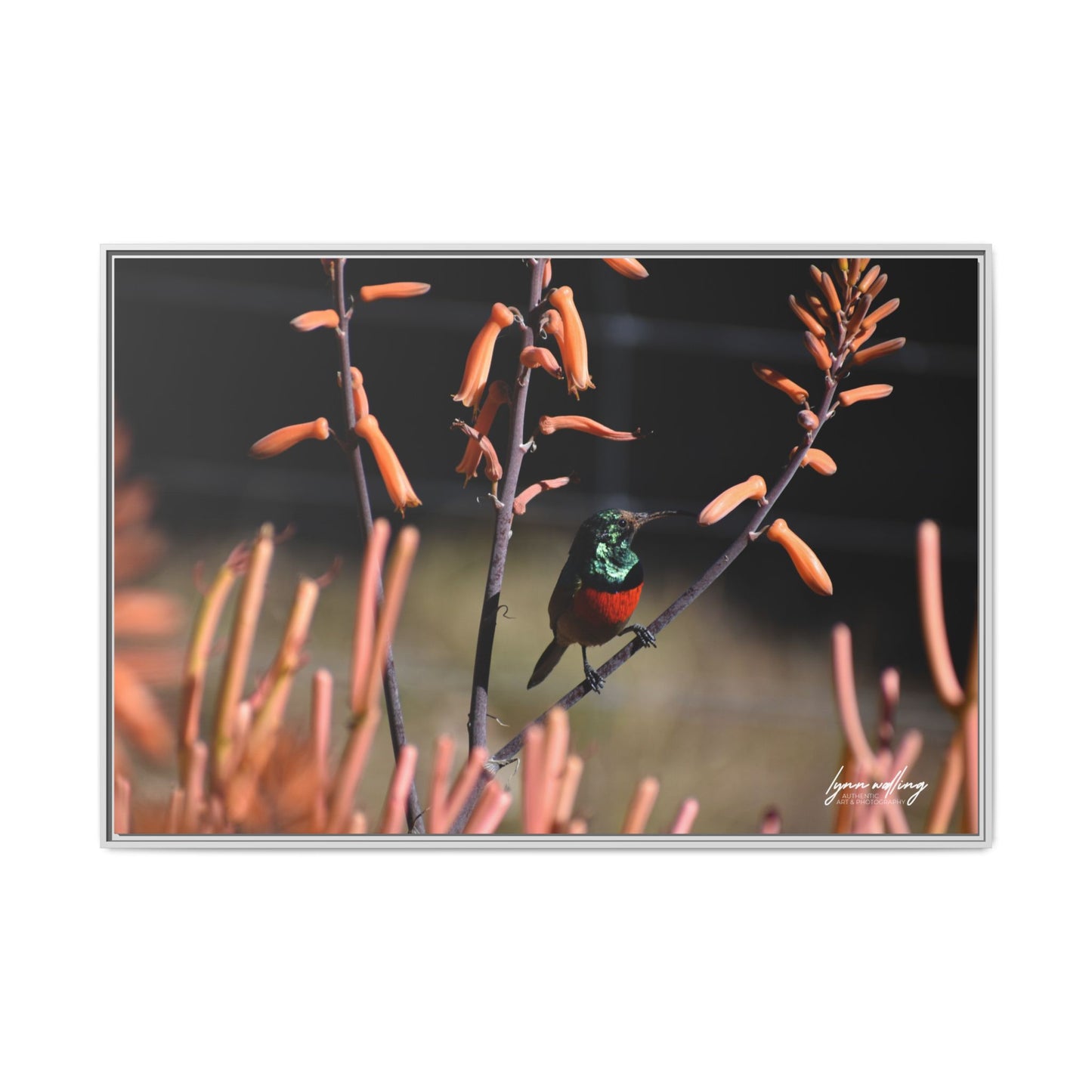 Sugar Bird - South Africa