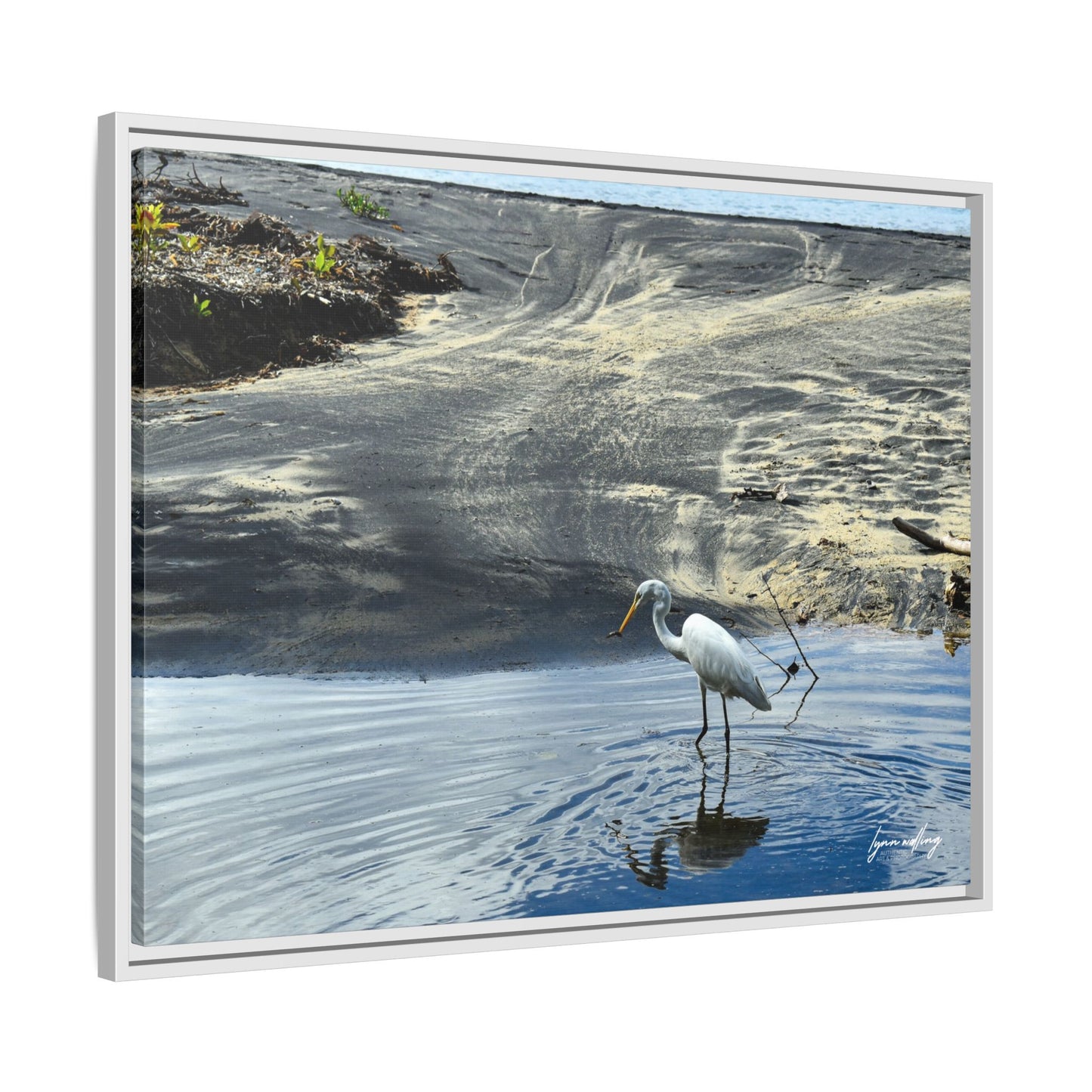 Lagoon Hunting - Puerto Rico