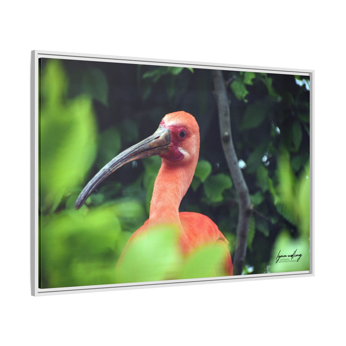 Wanna Be Flamingo - Switzerland