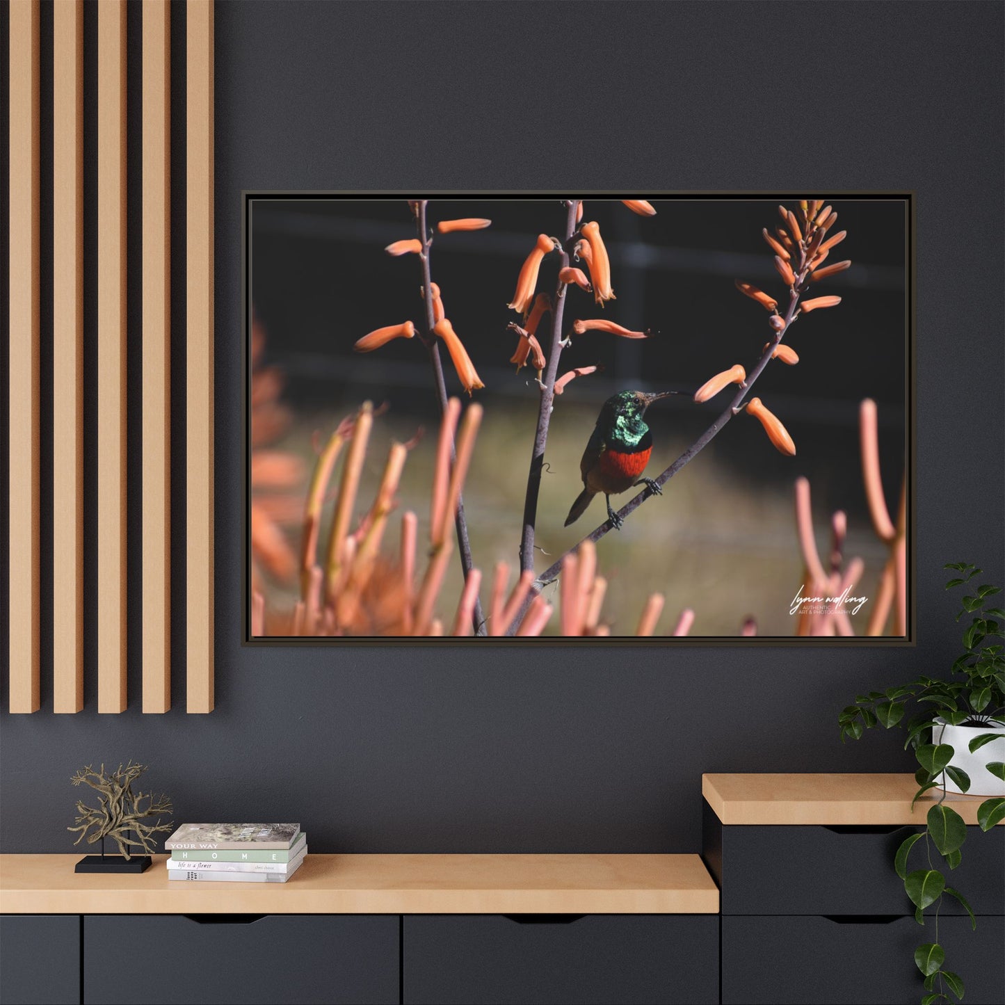 Sugar Bird - South Africa