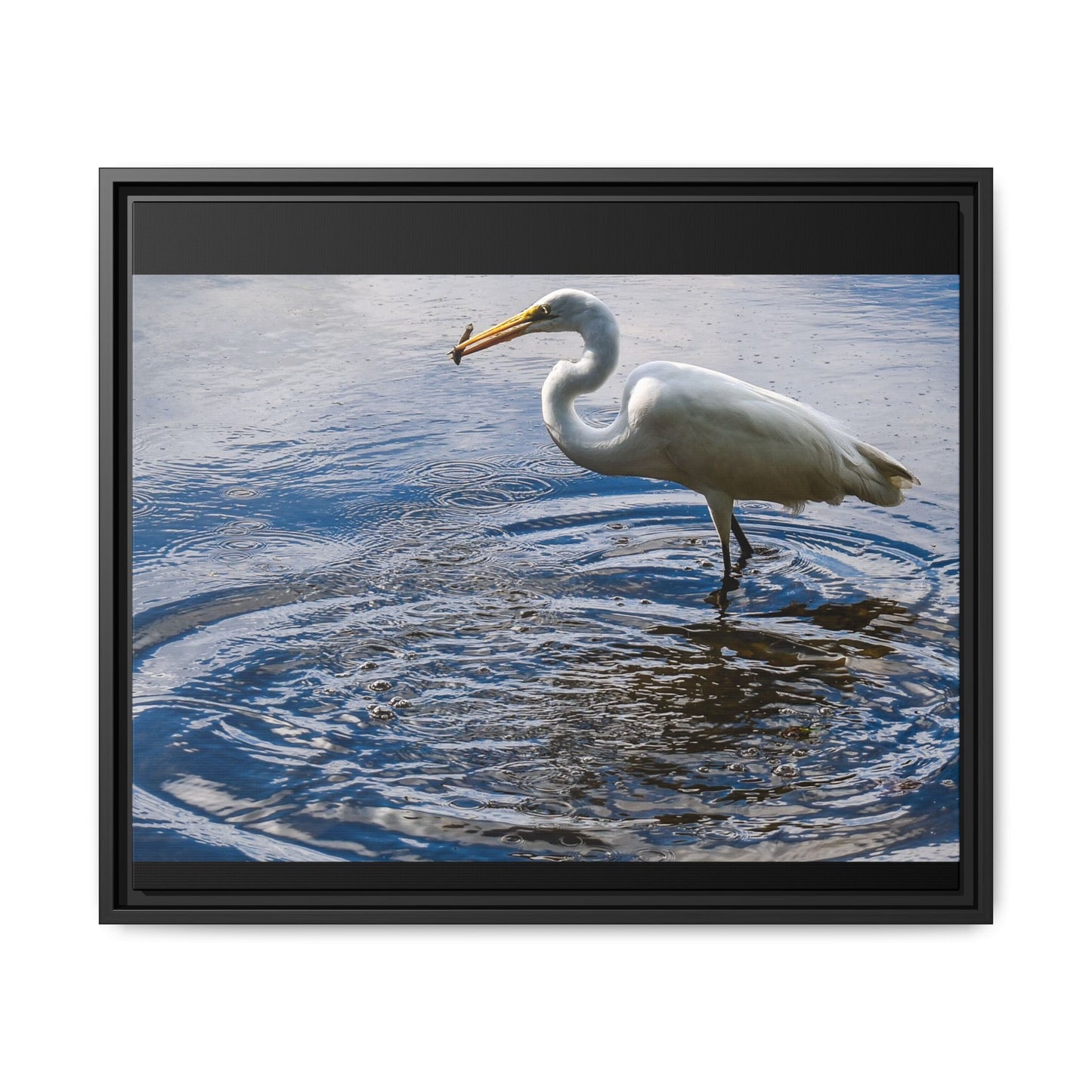 Hunting - Puerto Rico