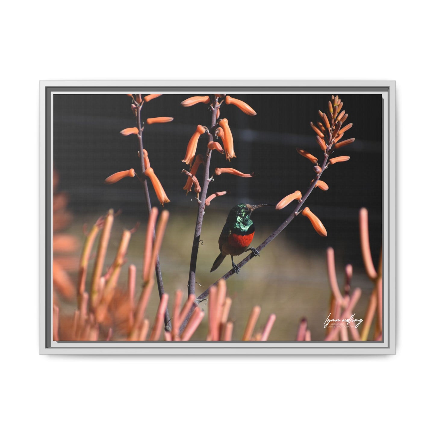 Sugar Bird - South Africa