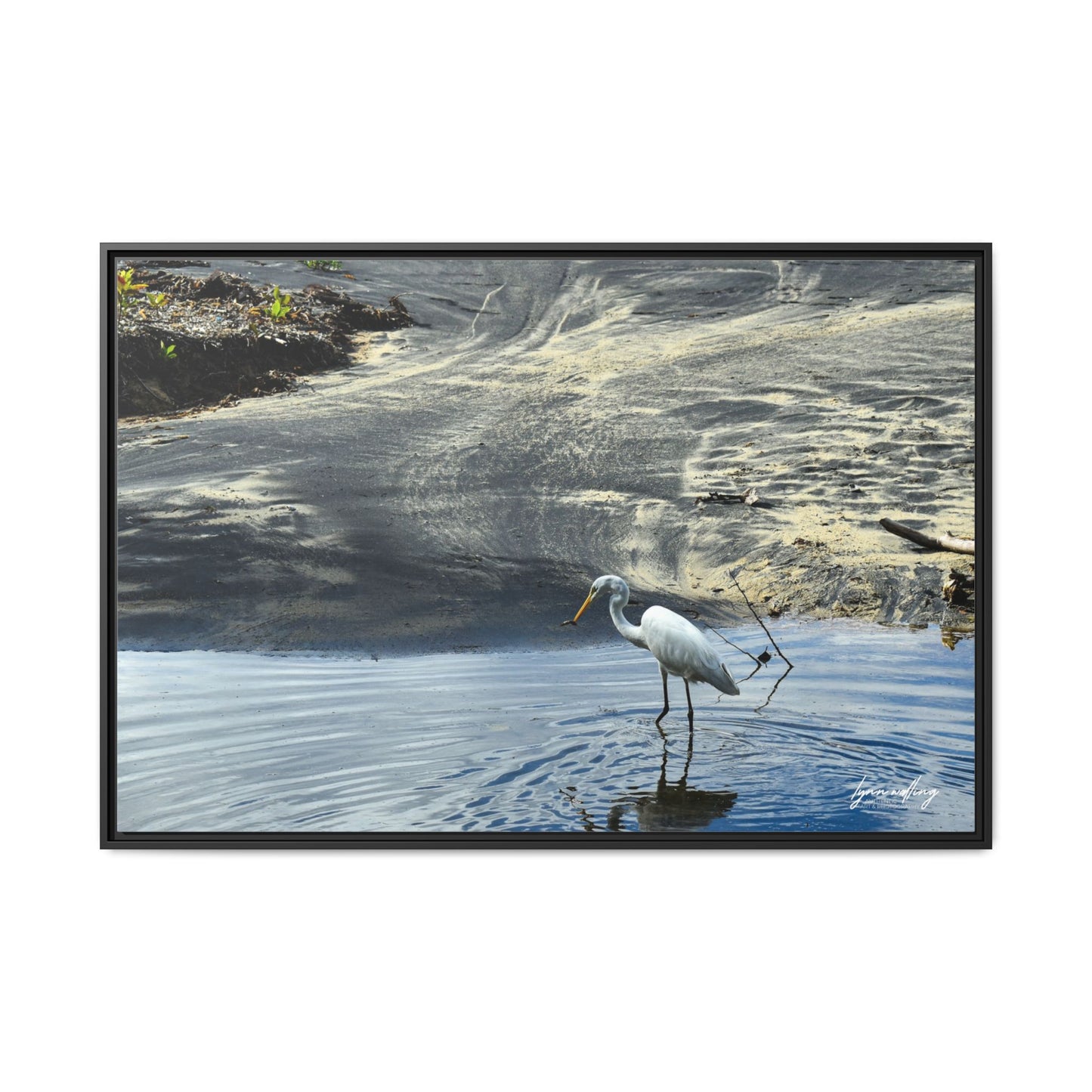 Lagoon Hunting - Puerto Rico