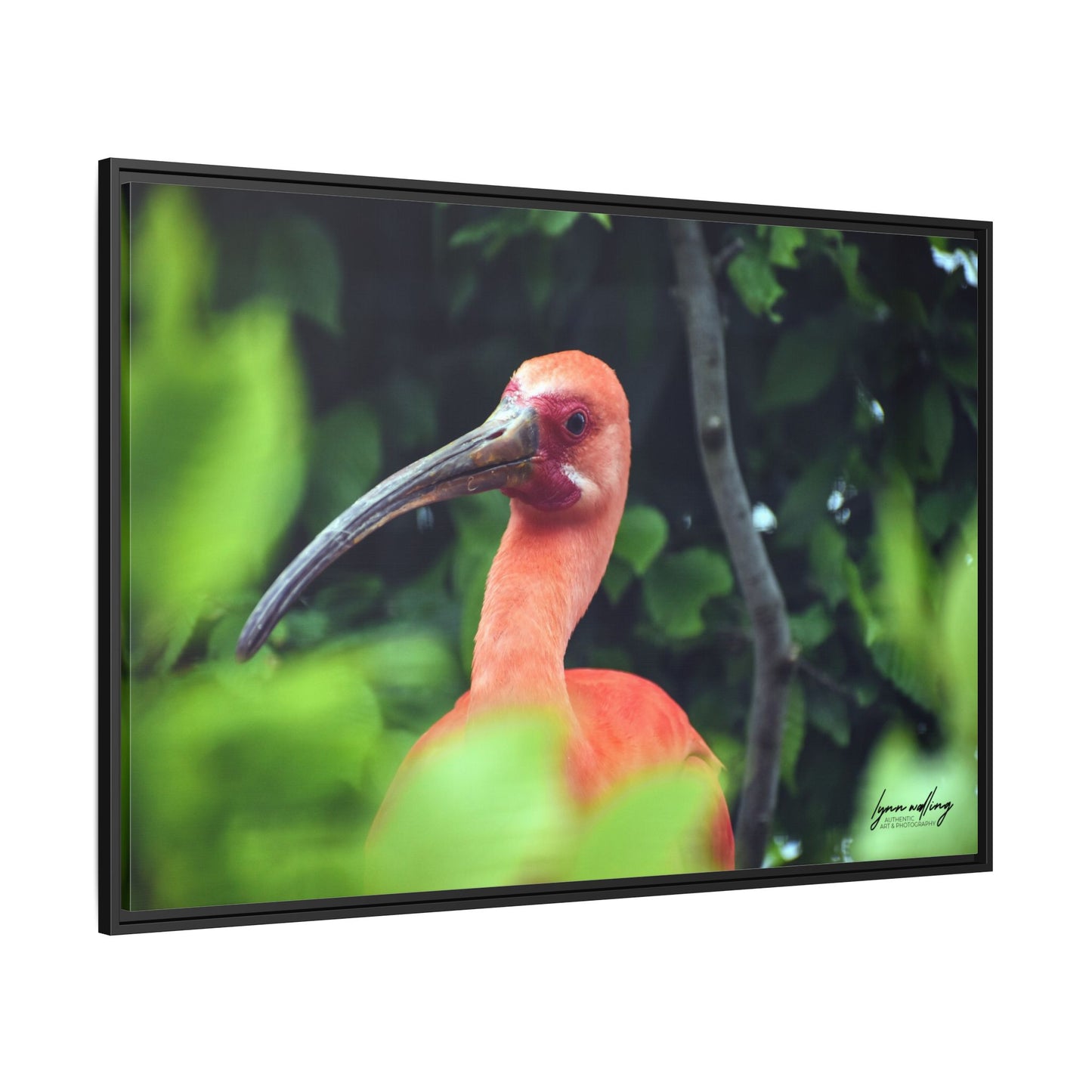 Wanna Be Flamingo - Switzerland