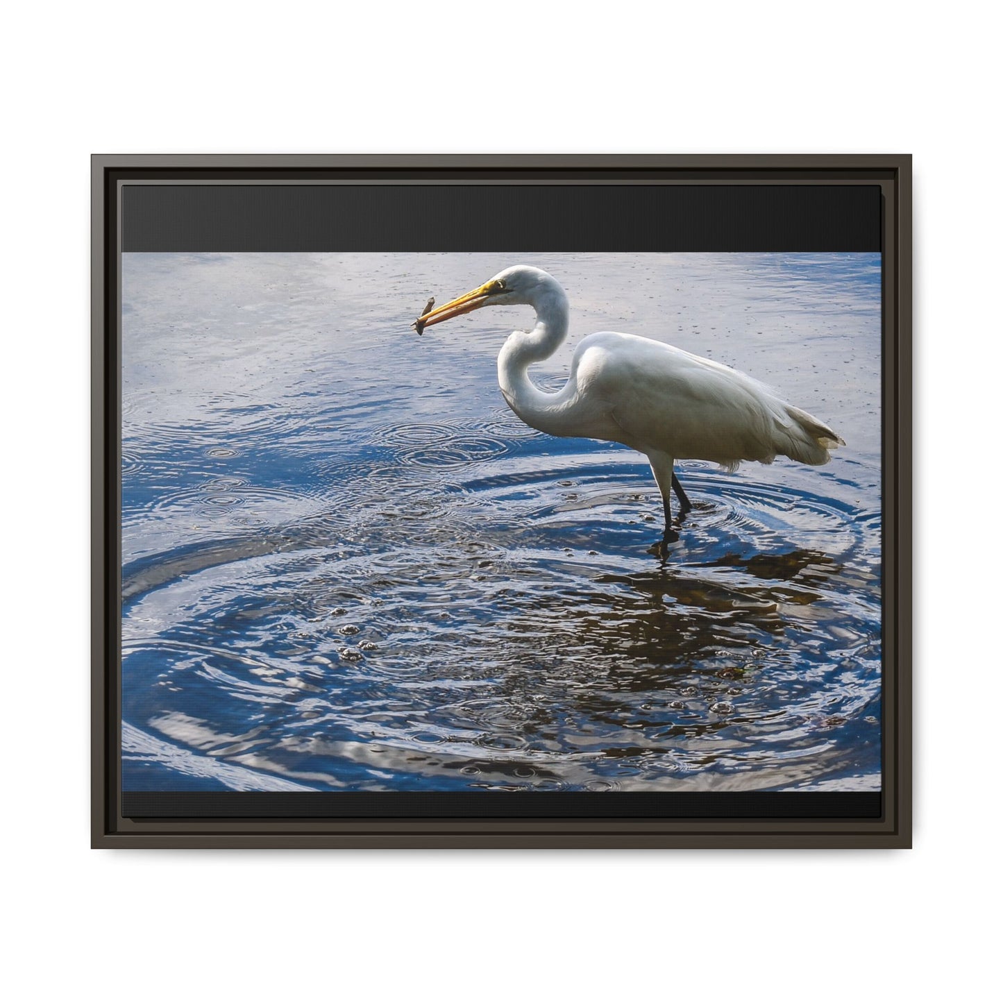 Hunting - Puerto Rico