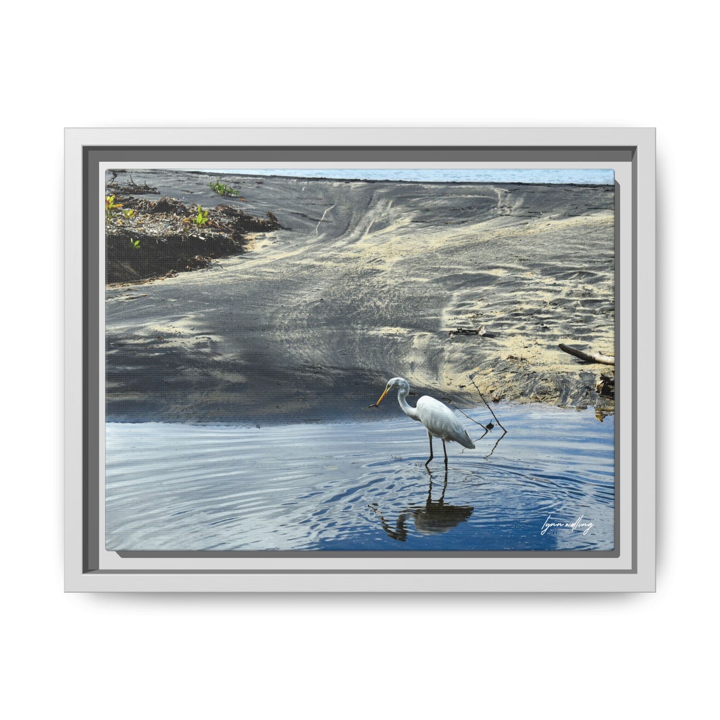 Lagoon Hunting - Puerto Rico