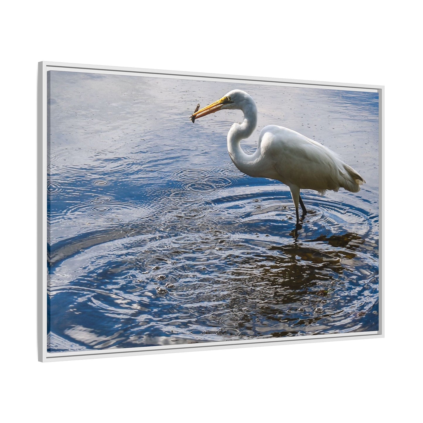 Hunting - Puerto Rico