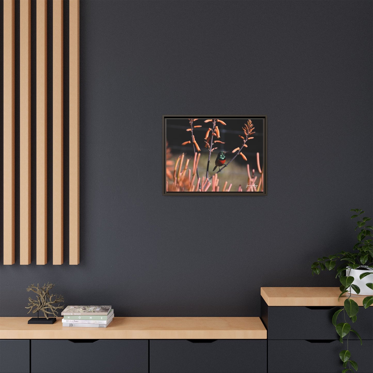 Sugar Bird - South Africa