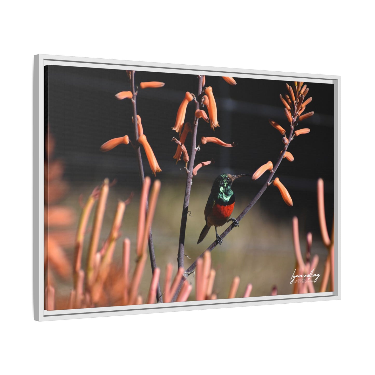 Sugar Bird - South Africa