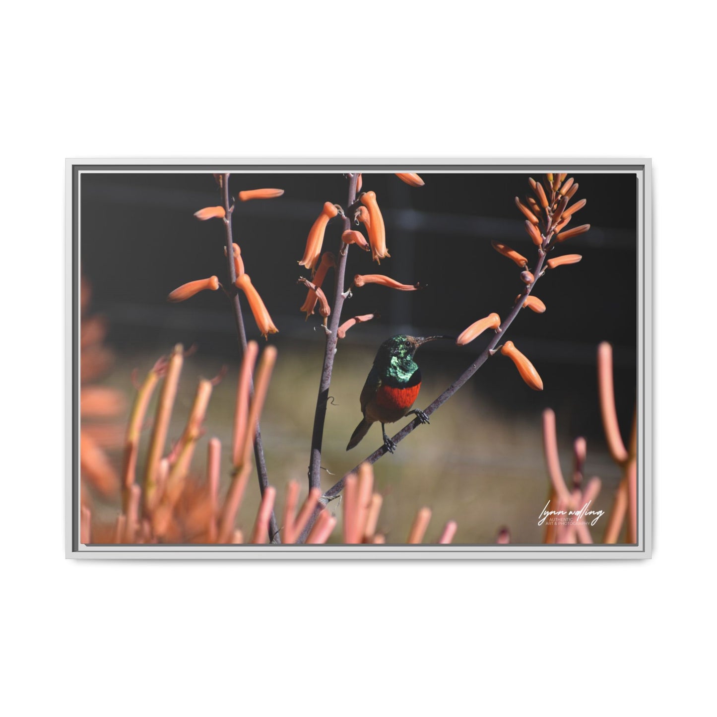 Sugar Bird - South Africa