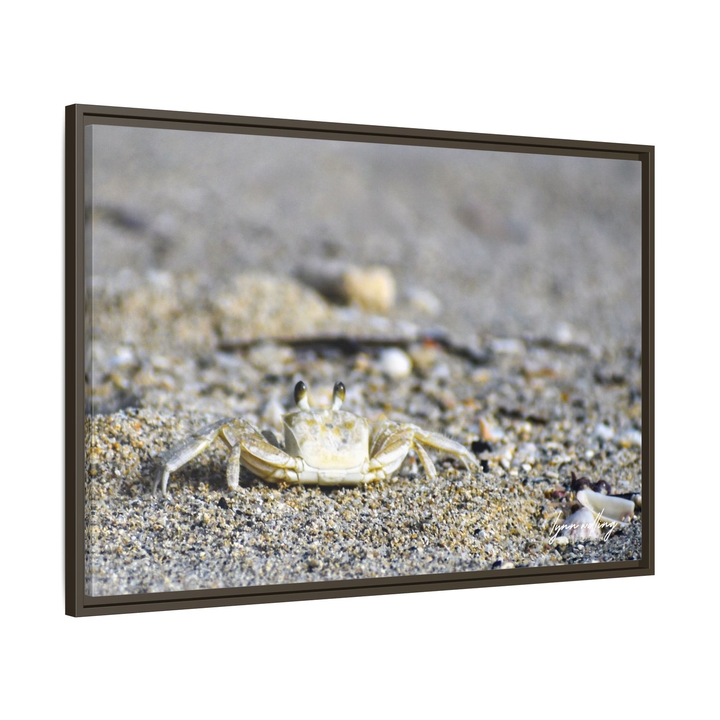 Beach Crab - Puerto Rico