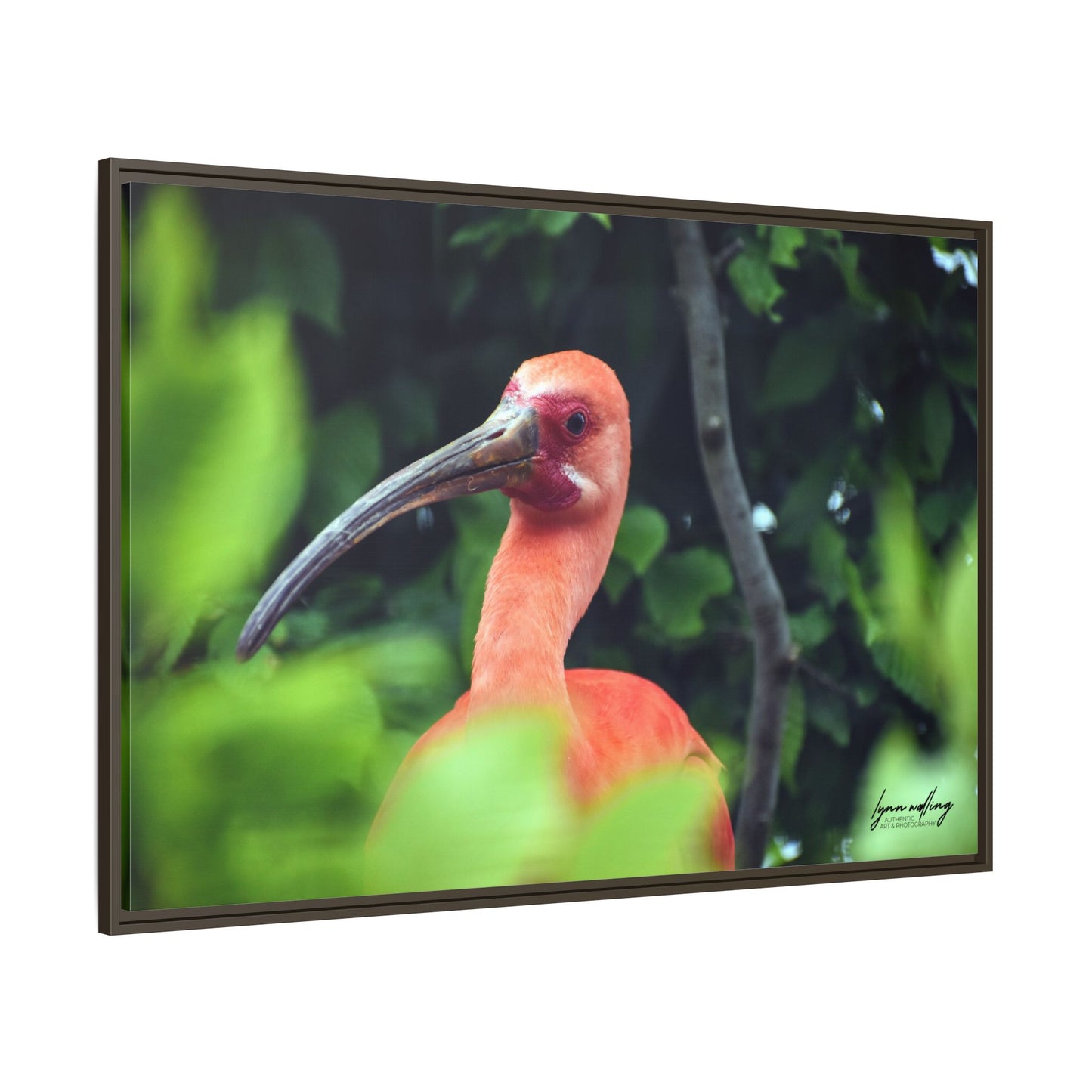 Wanna Be Flamingo - Switzerland