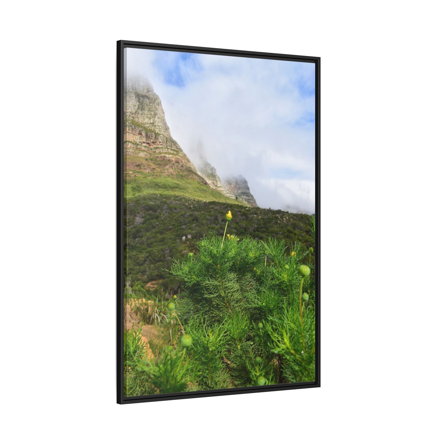 Wildflower - Capetown