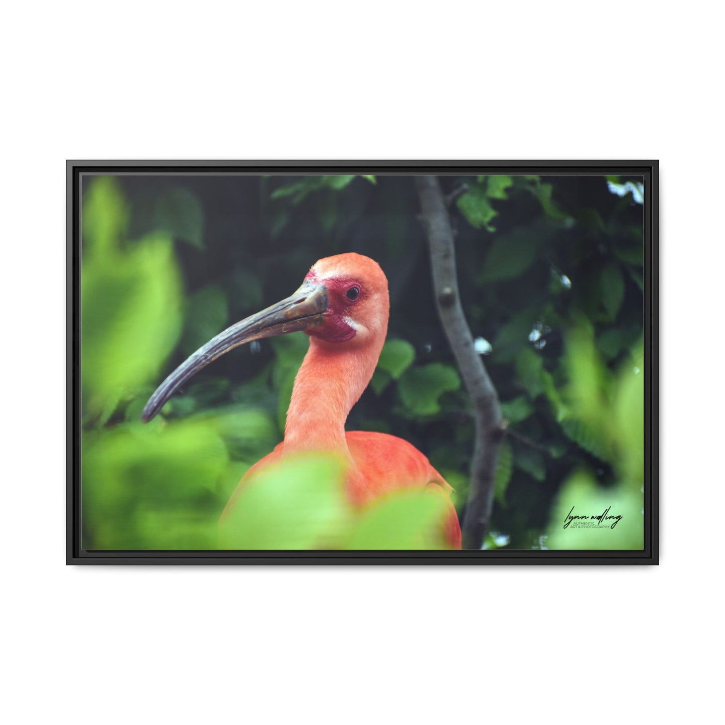 Wanna Be Flamingo - Switzerland