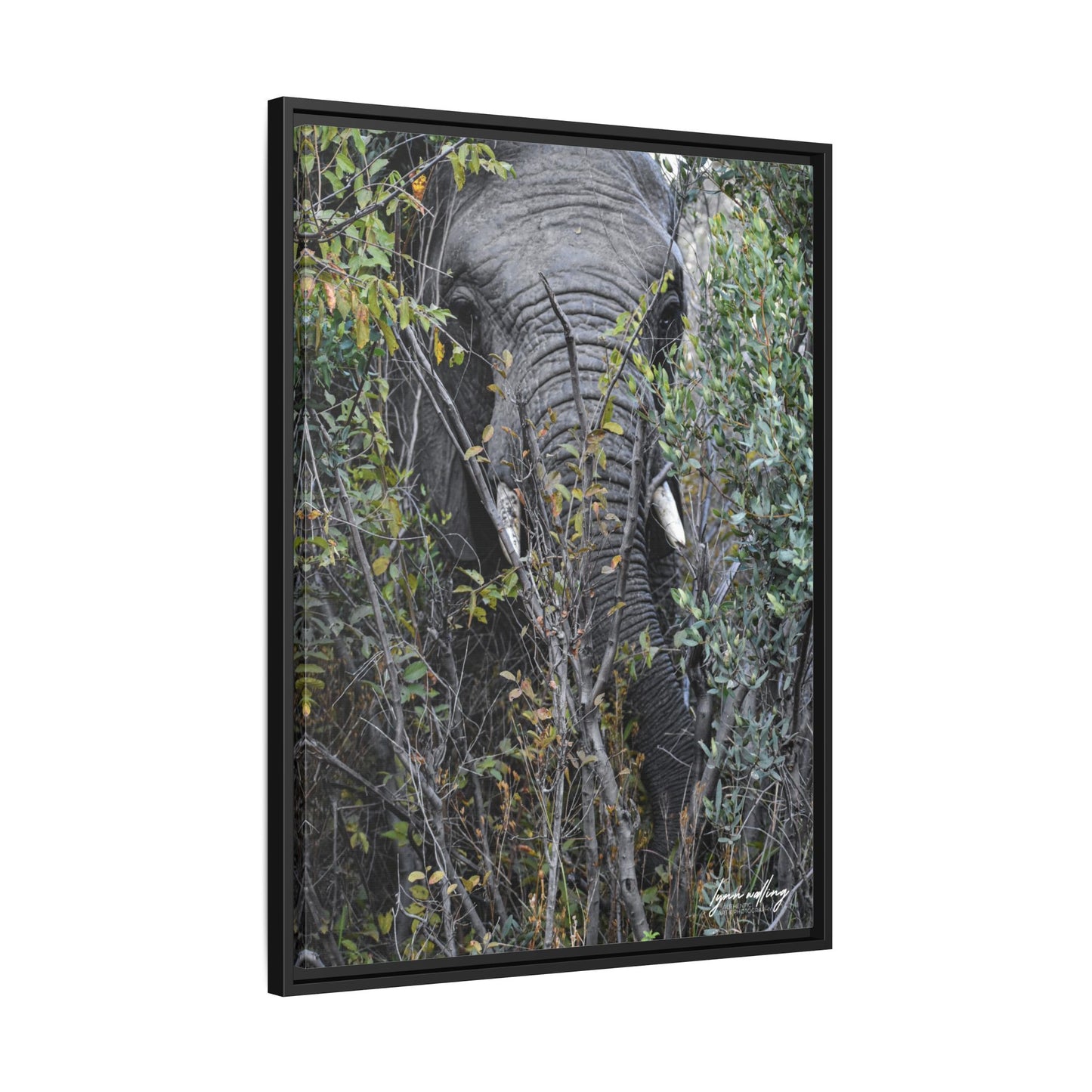 Eye to Eye - South Africa