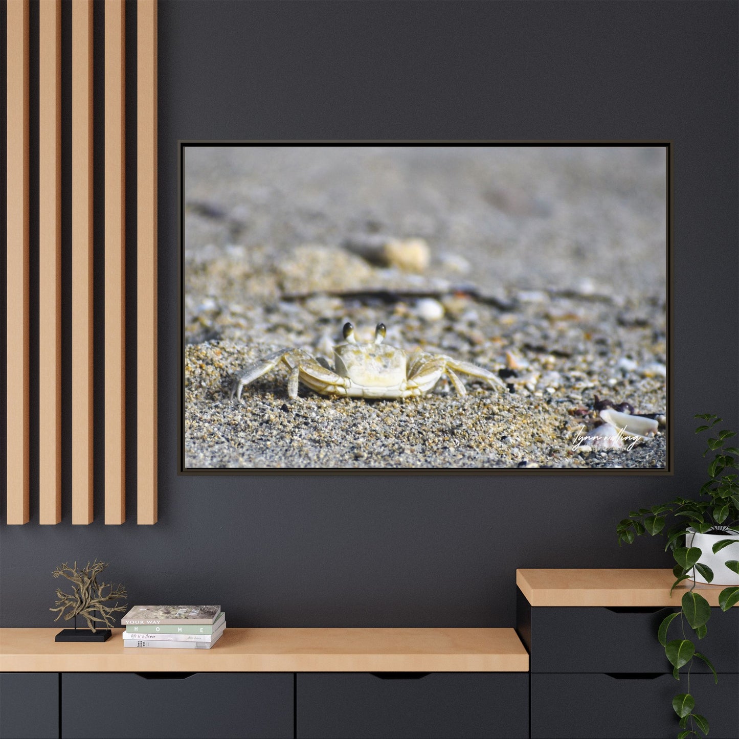 Beach Crab - Puerto Rico