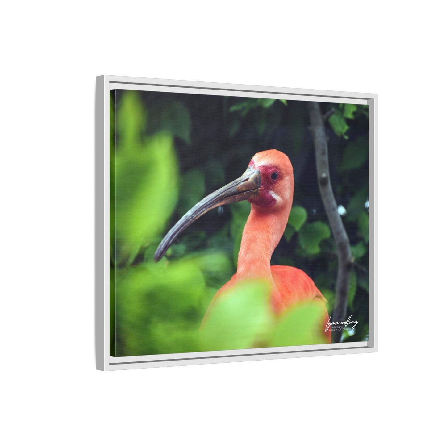 Wanna Be Flamingo - Switzerland