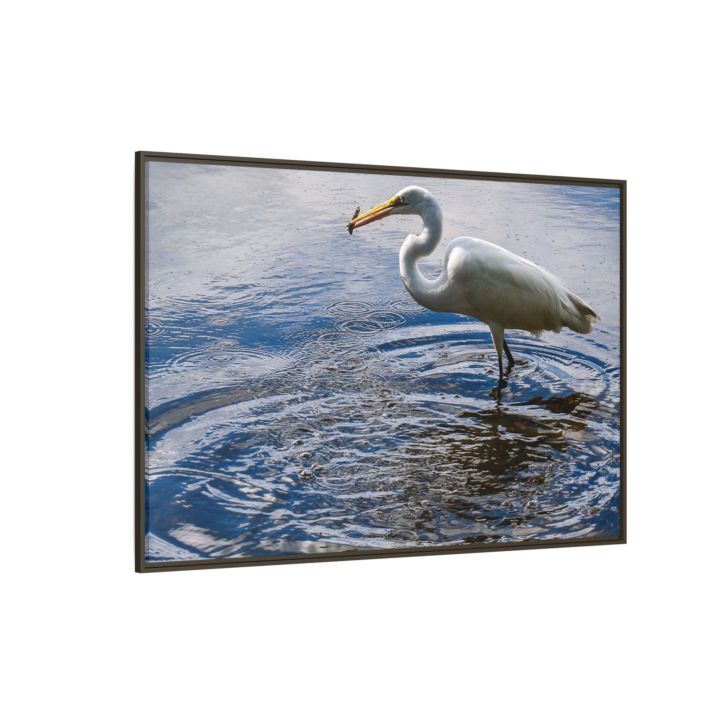 Hunting - Puerto Rico