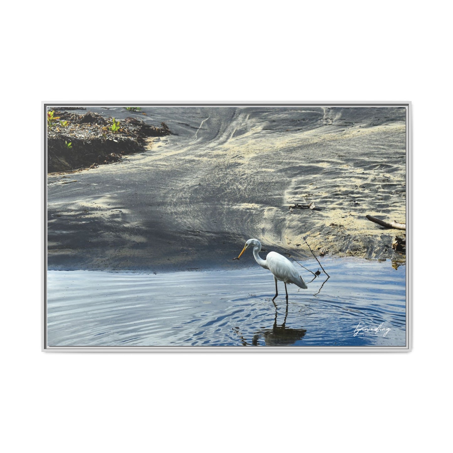 Lagoon Hunting - Puerto Rico