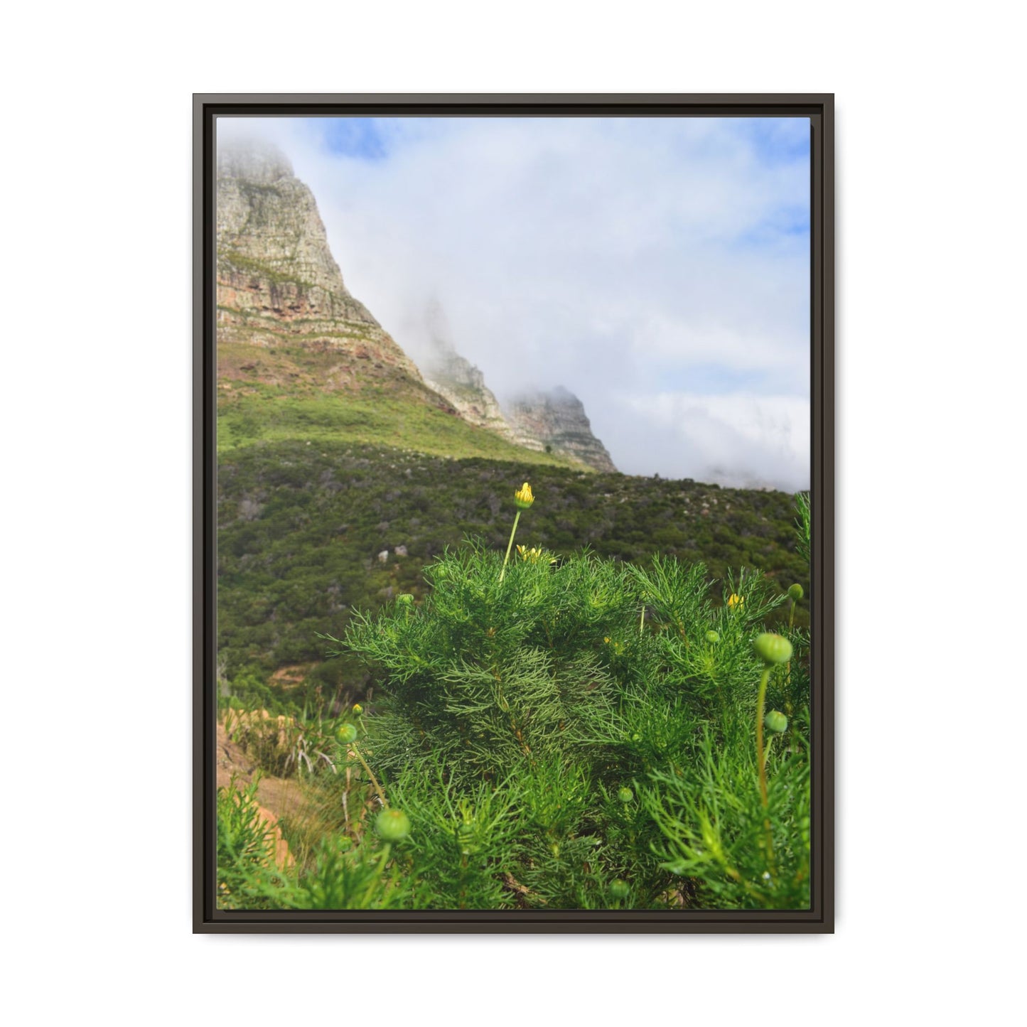 Wildflower - Capetown