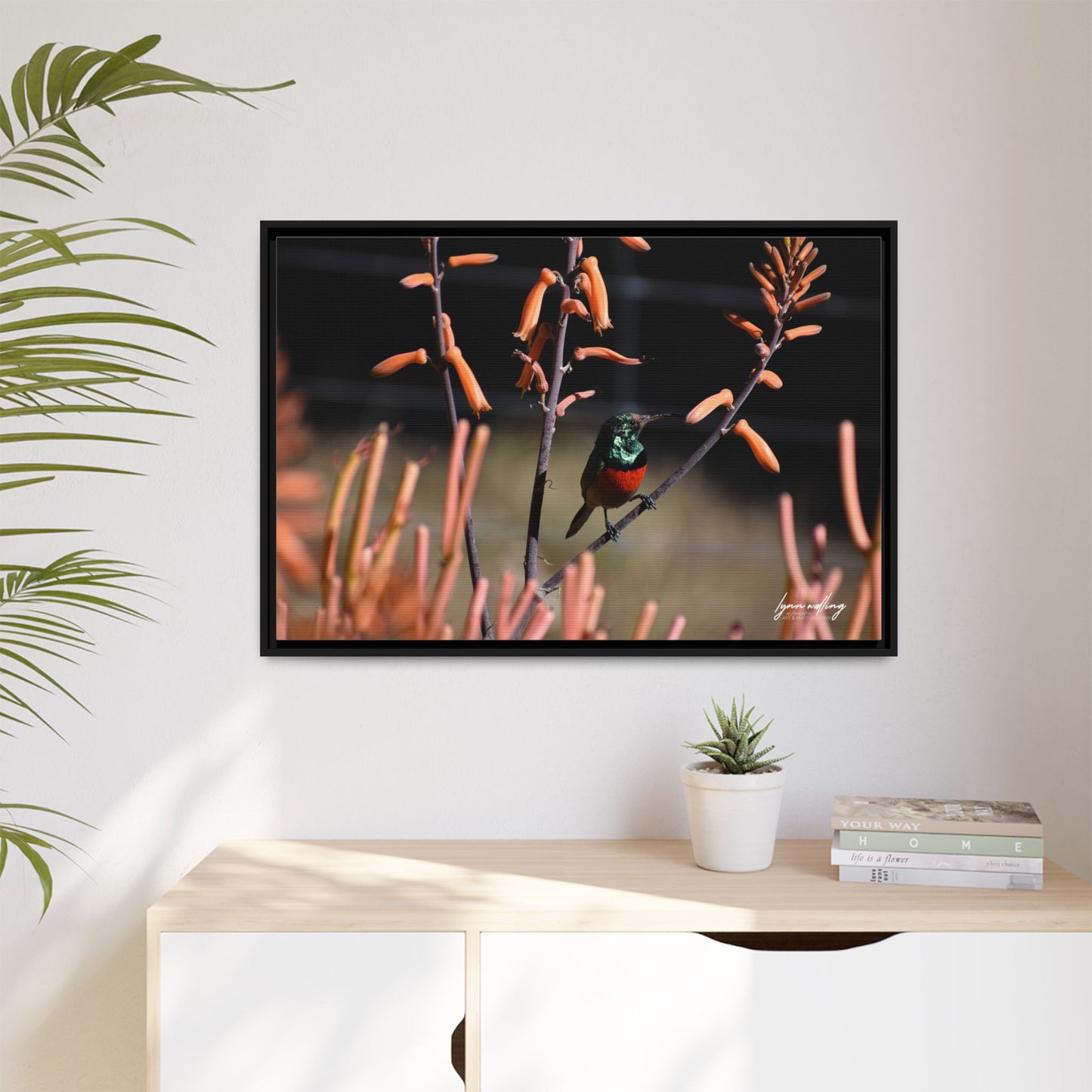 Sugar Bird - South Africa