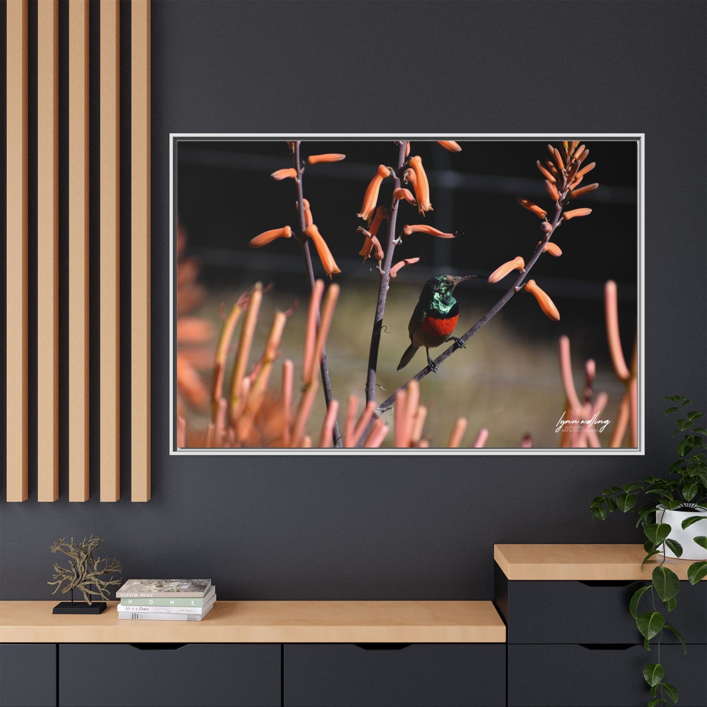 Sugar Bird - South Africa