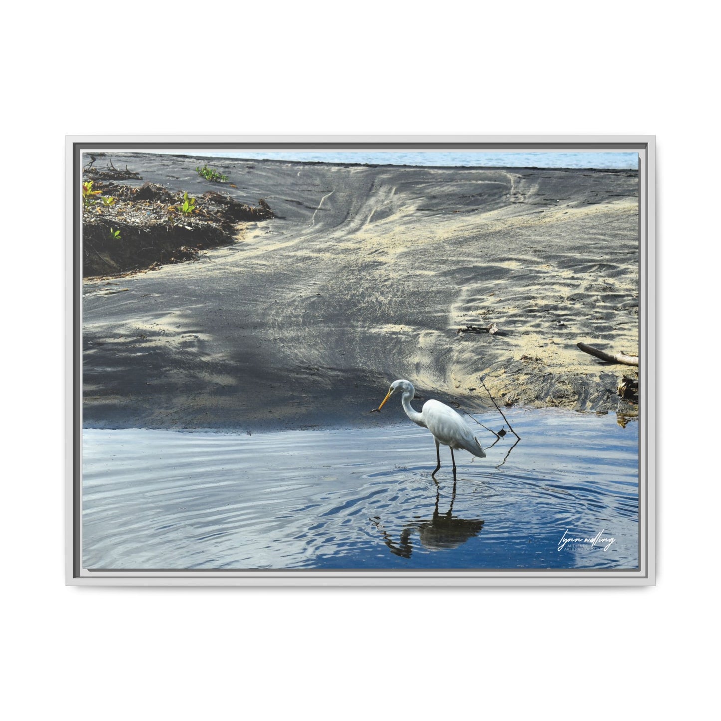 Lagoon Hunting - Puerto Rico