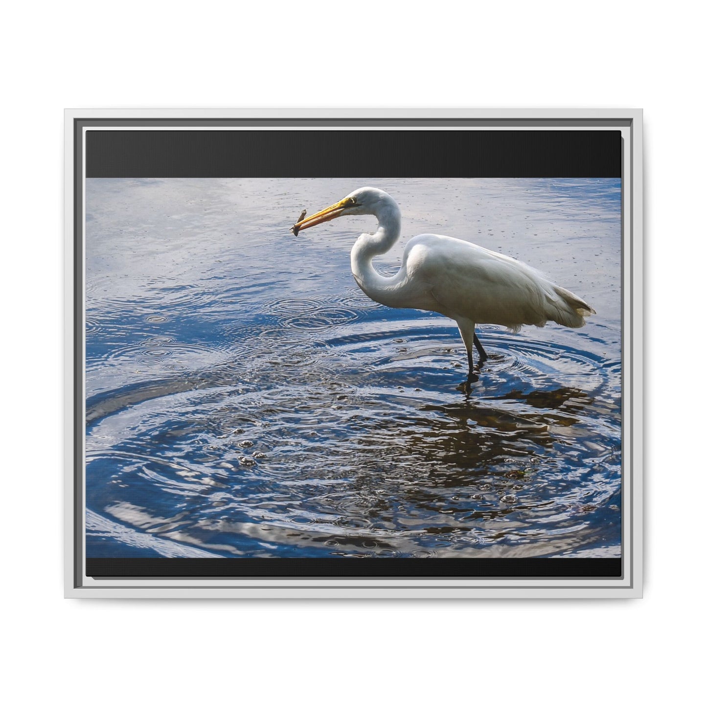 Hunting - Puerto Rico