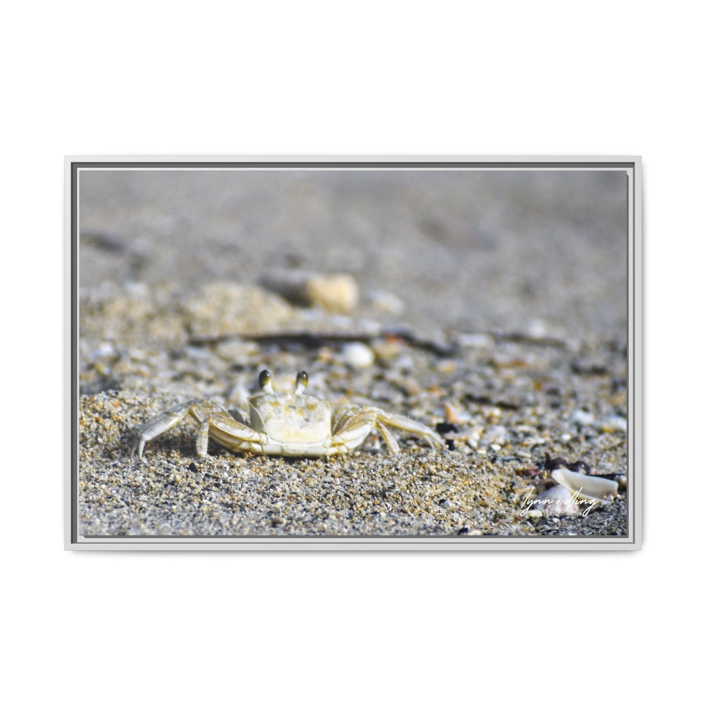 Beach Crab - Puerto Rico