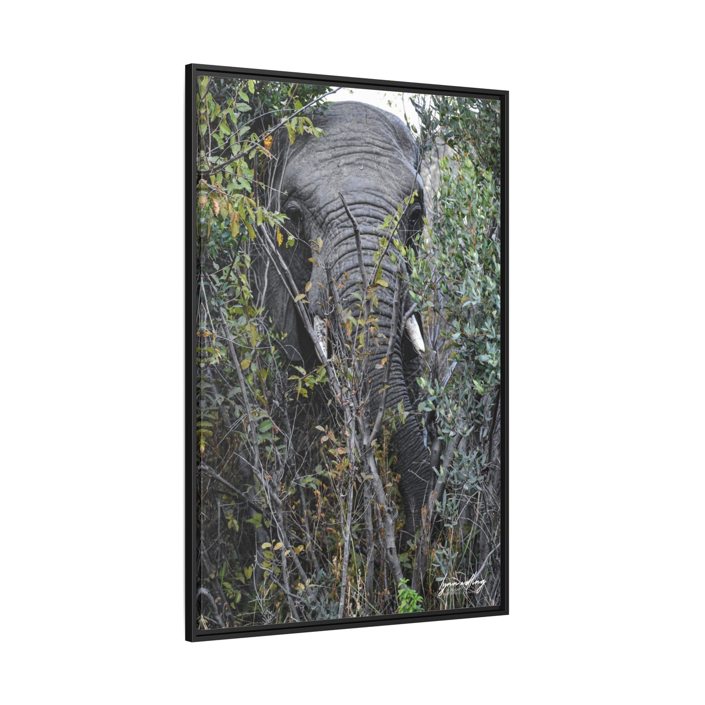 Eye to Eye - South Africa