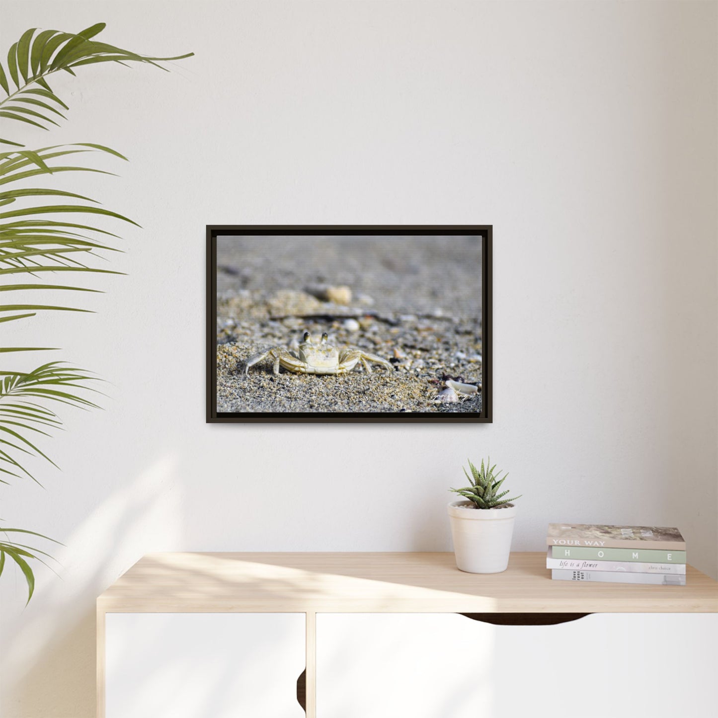 Beach Crab - Puerto Rico