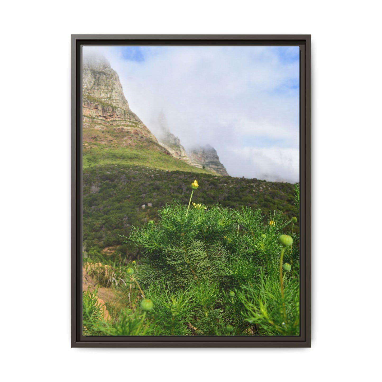 Wildflower - Capetown
