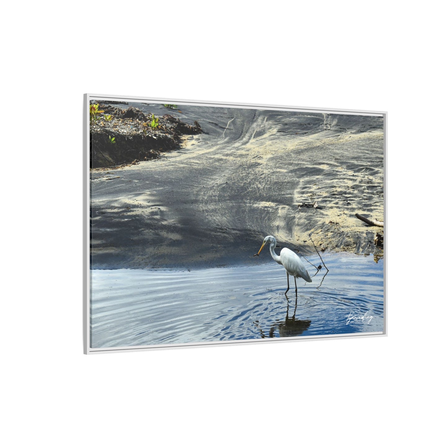 Lagoon Hunting - Puerto Rico