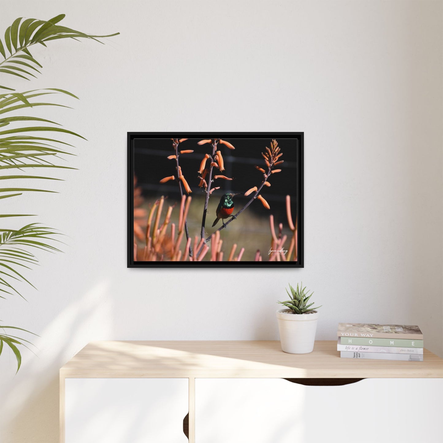 Sugar Bird - South Africa