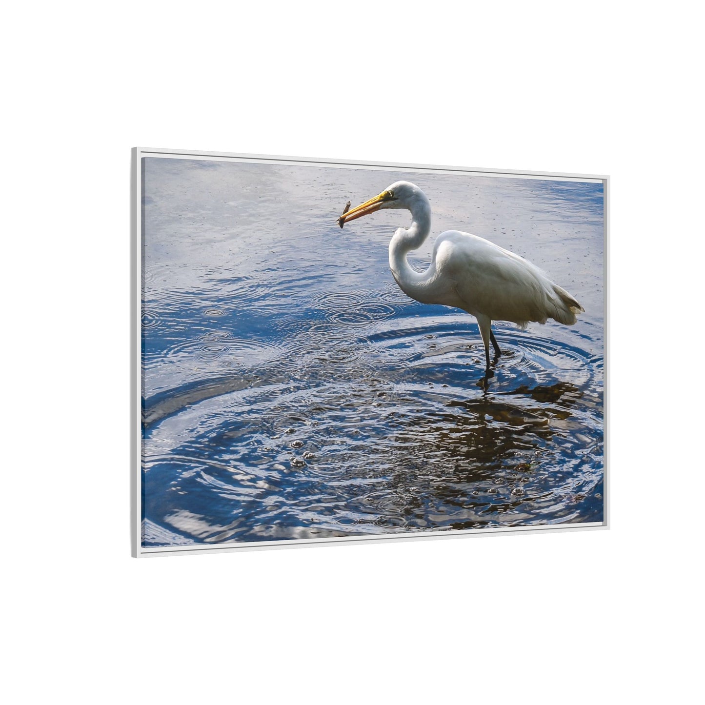 Hunting - Puerto Rico