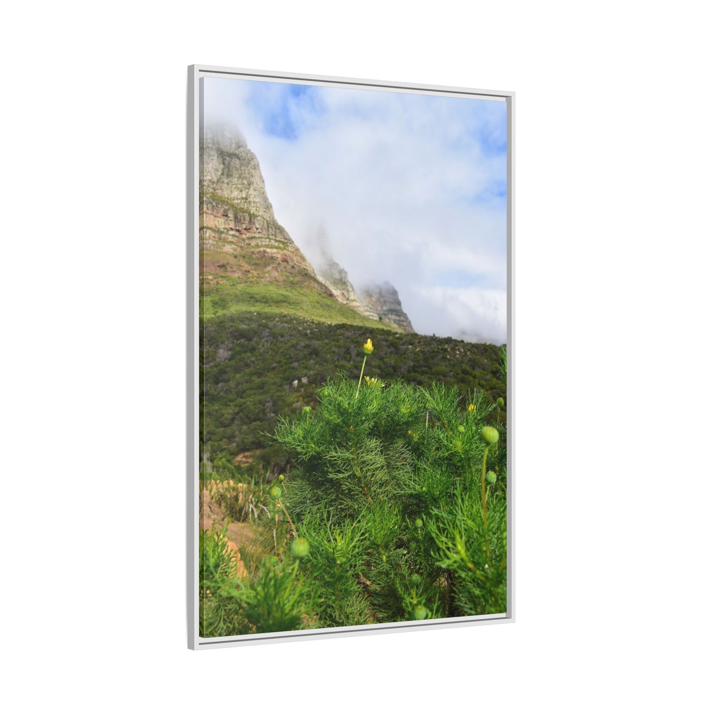 Wildflower - Capetown