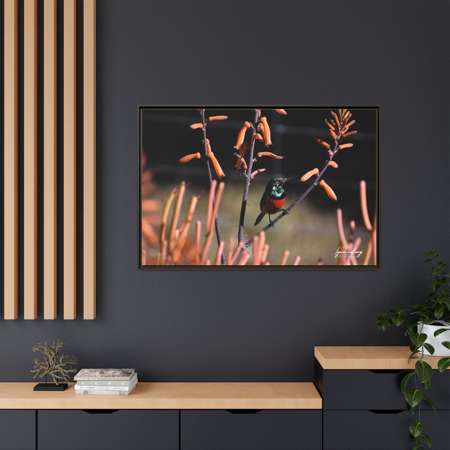 Sugar Bird - South Africa