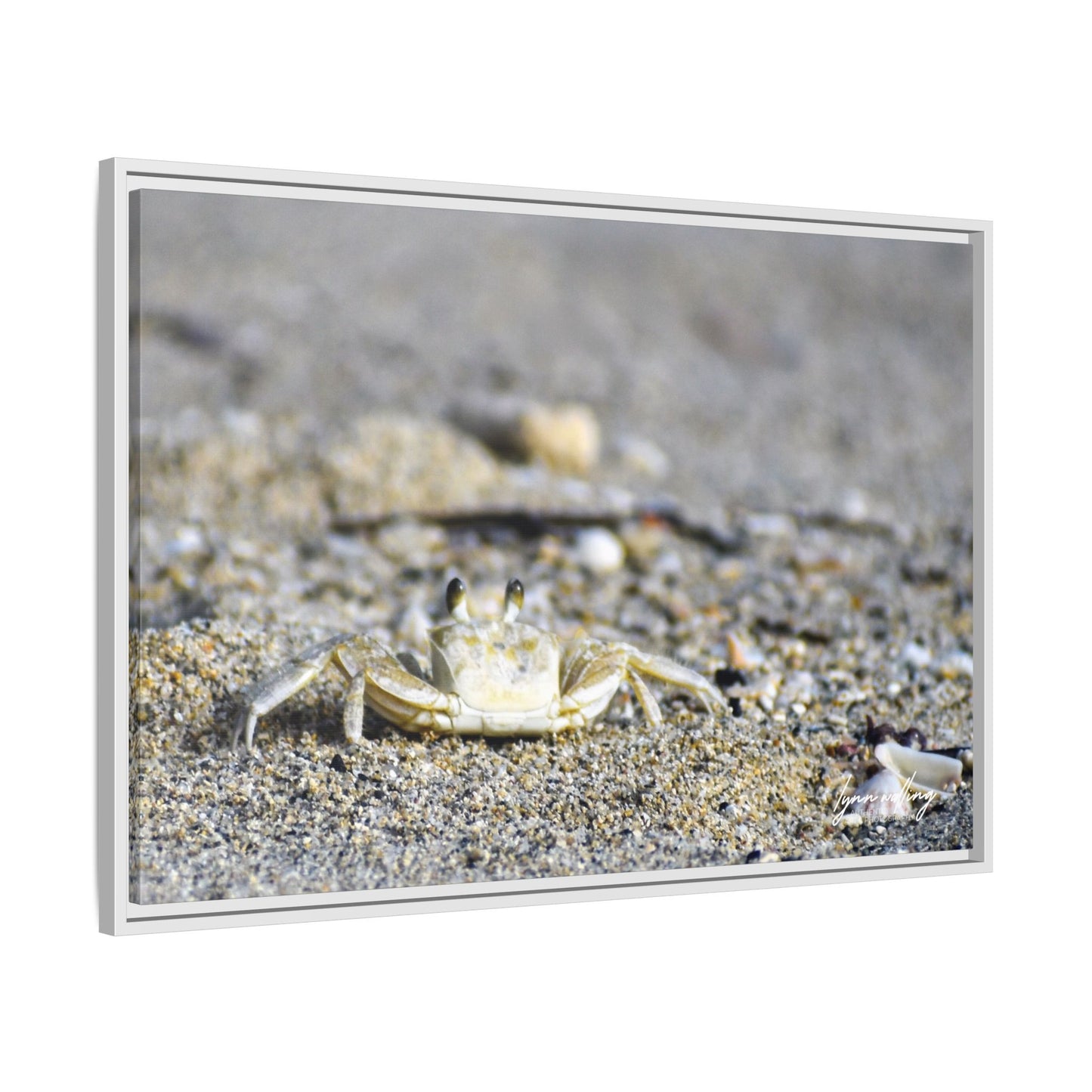 Beach Crab - Puerto Rico