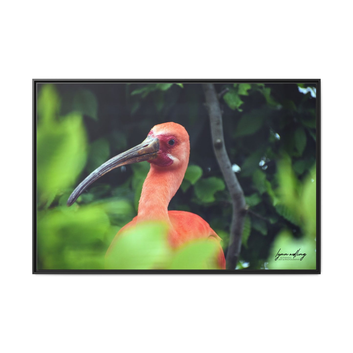 Wanna Be Flamingo - Switzerland