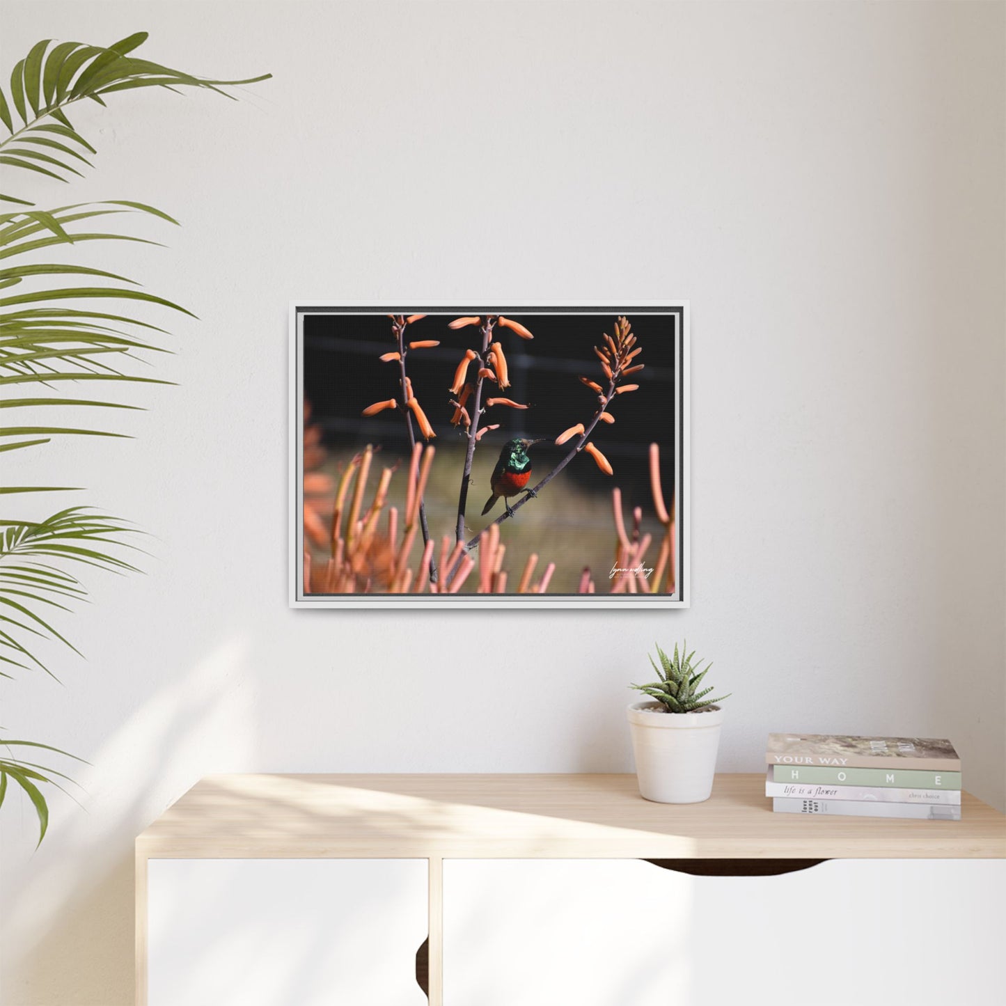 Sugar Bird - South Africa