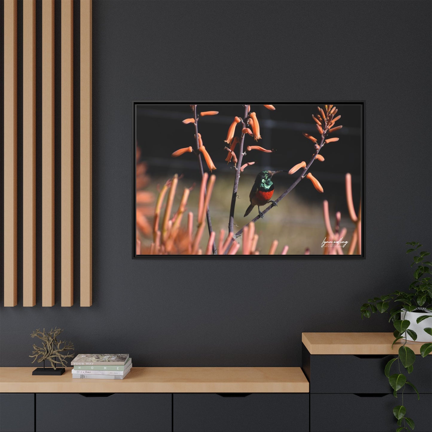 Sugar Bird - South Africa