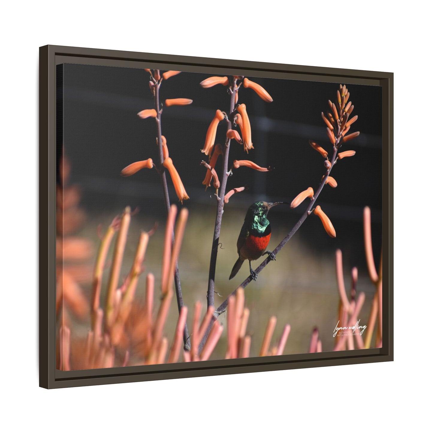 Sugar Bird - South Africa