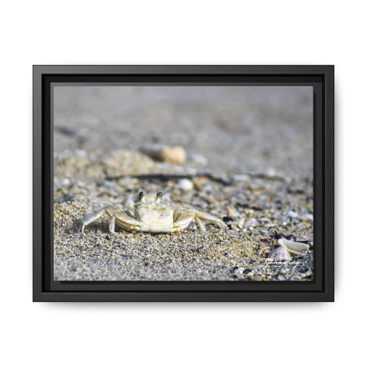 Beach Crab - Puerto Rico