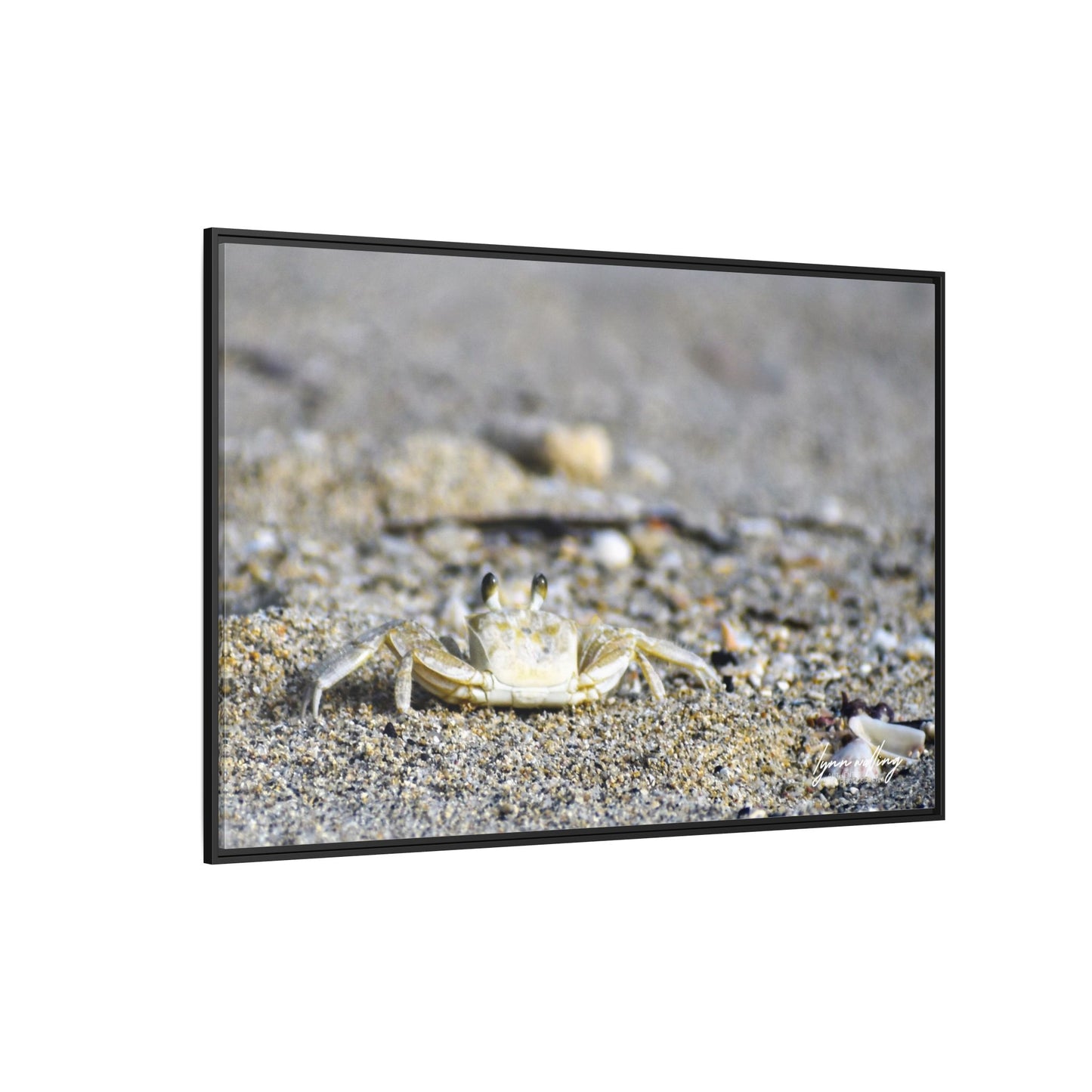 Beach Crab - Puerto Rico