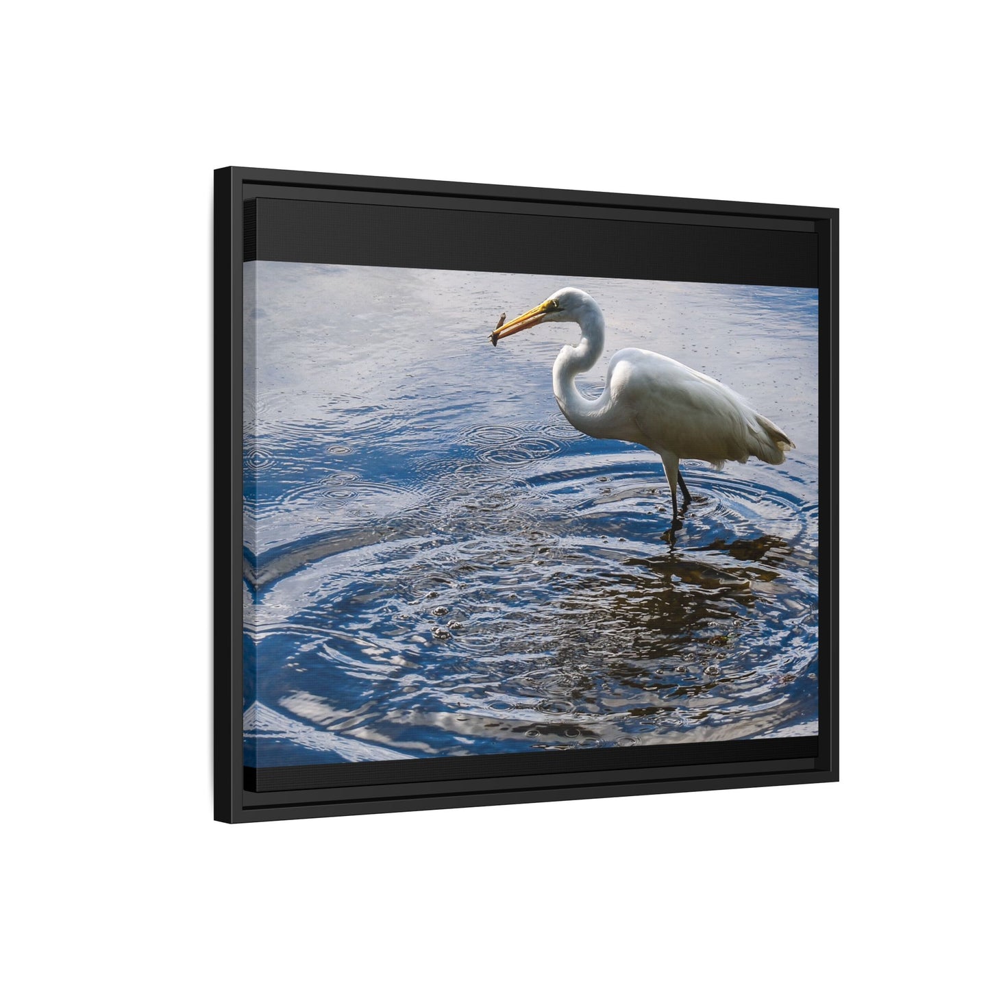 Hunting - Puerto Rico