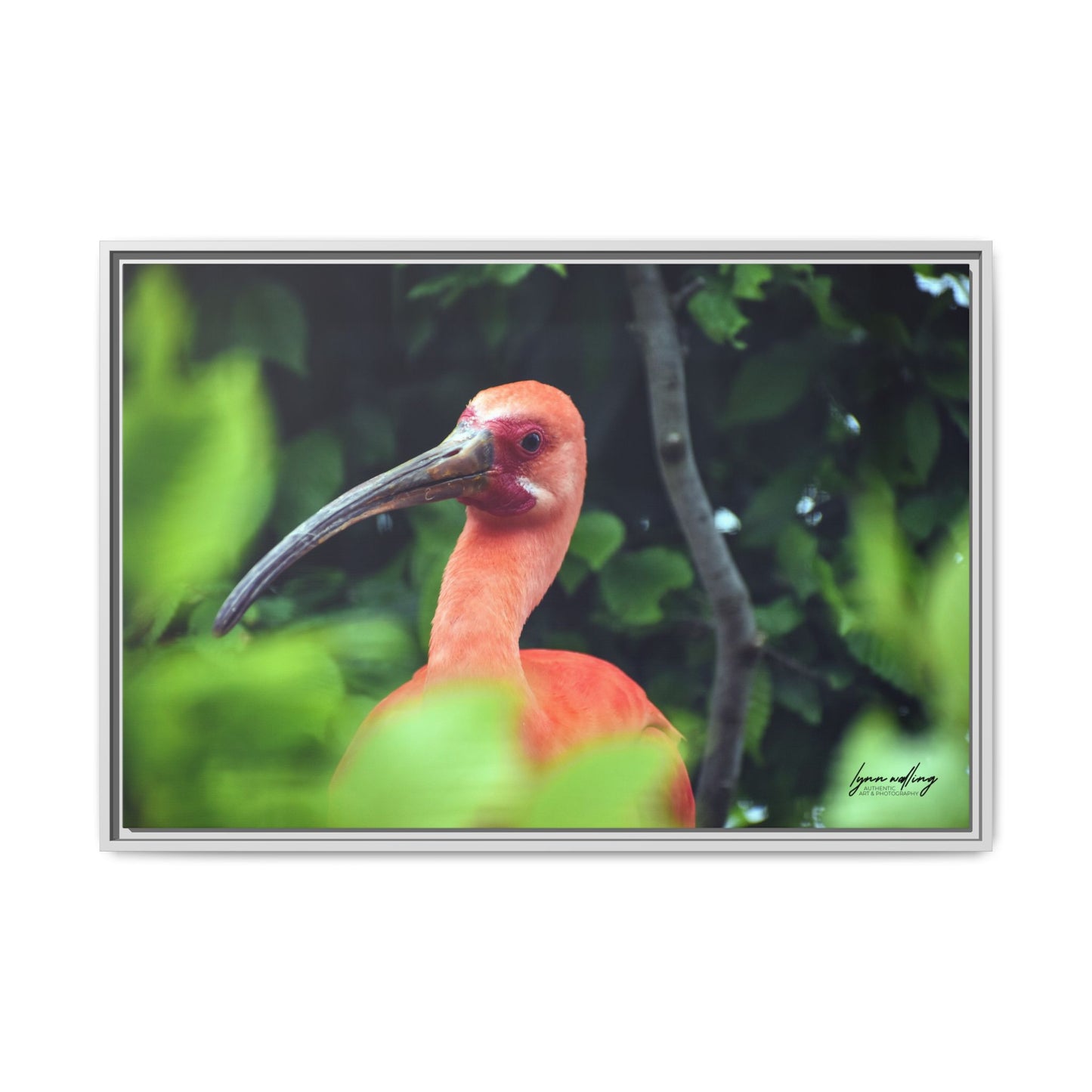 Wanna Be Flamingo - Switzerland